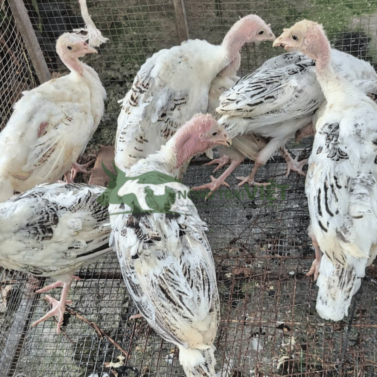 Bán gà tây giống chất lượng cao tại phường Sài Gòn thành phố Hồ Chí Minh