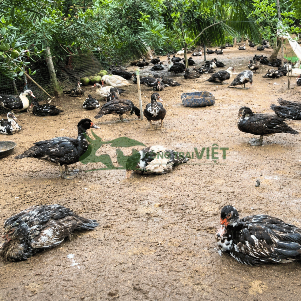 Đàn vịt xiêm Pháp tại hộ chăn nuôi ở Đồng Tháp
