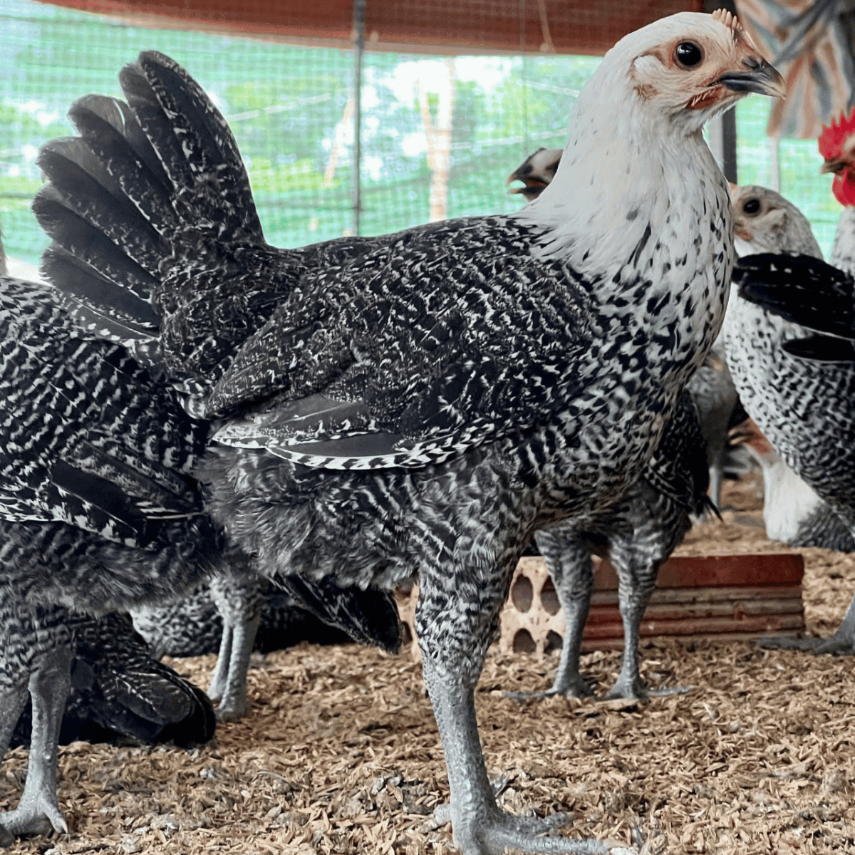 Dáng gà Ai Cập vằn chuẩn giống thân thon gọn cổ cao chân cao