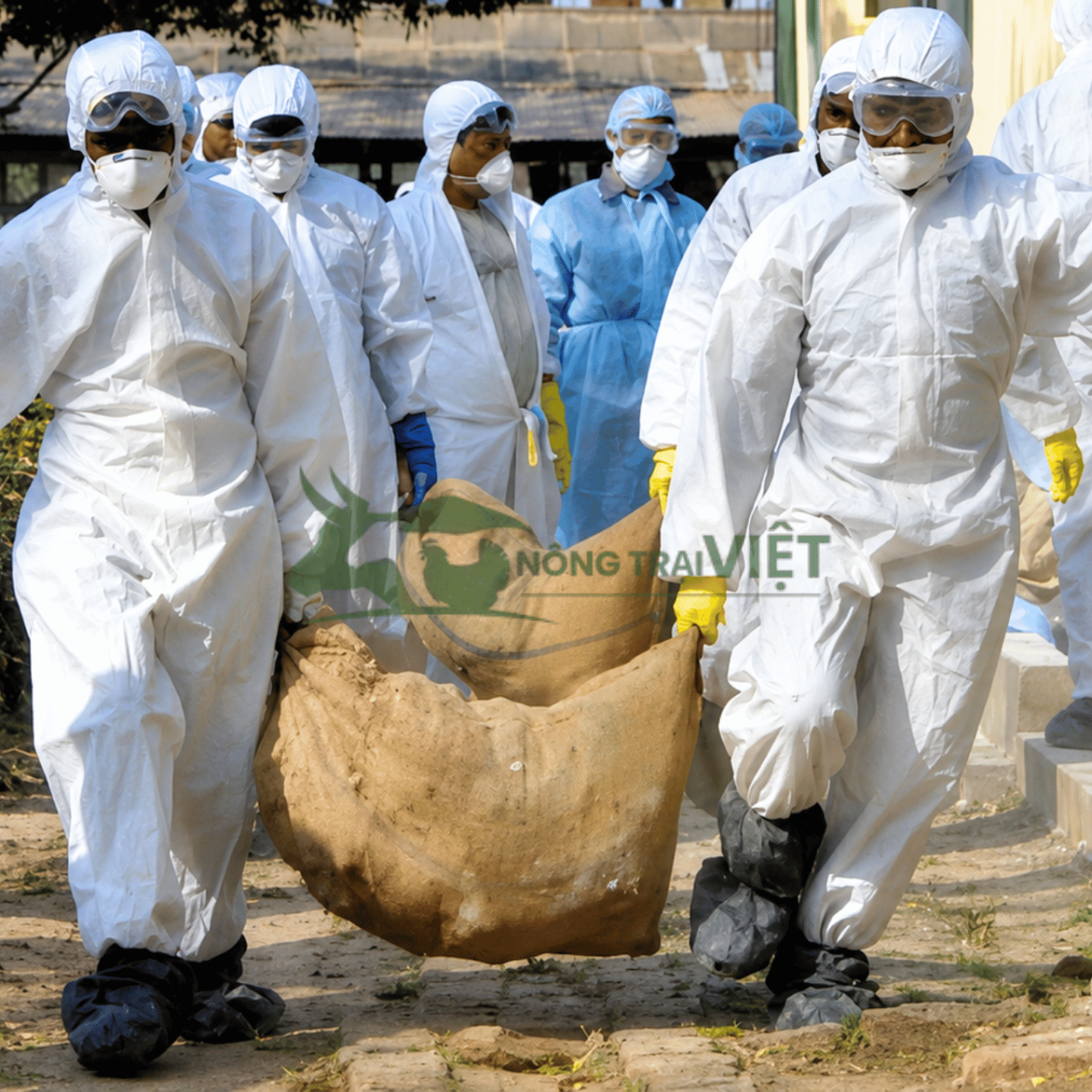 Lực lượng thú y xử lý ổ dịch cúm gia cầm A H5N1 tại Đồng Tháp