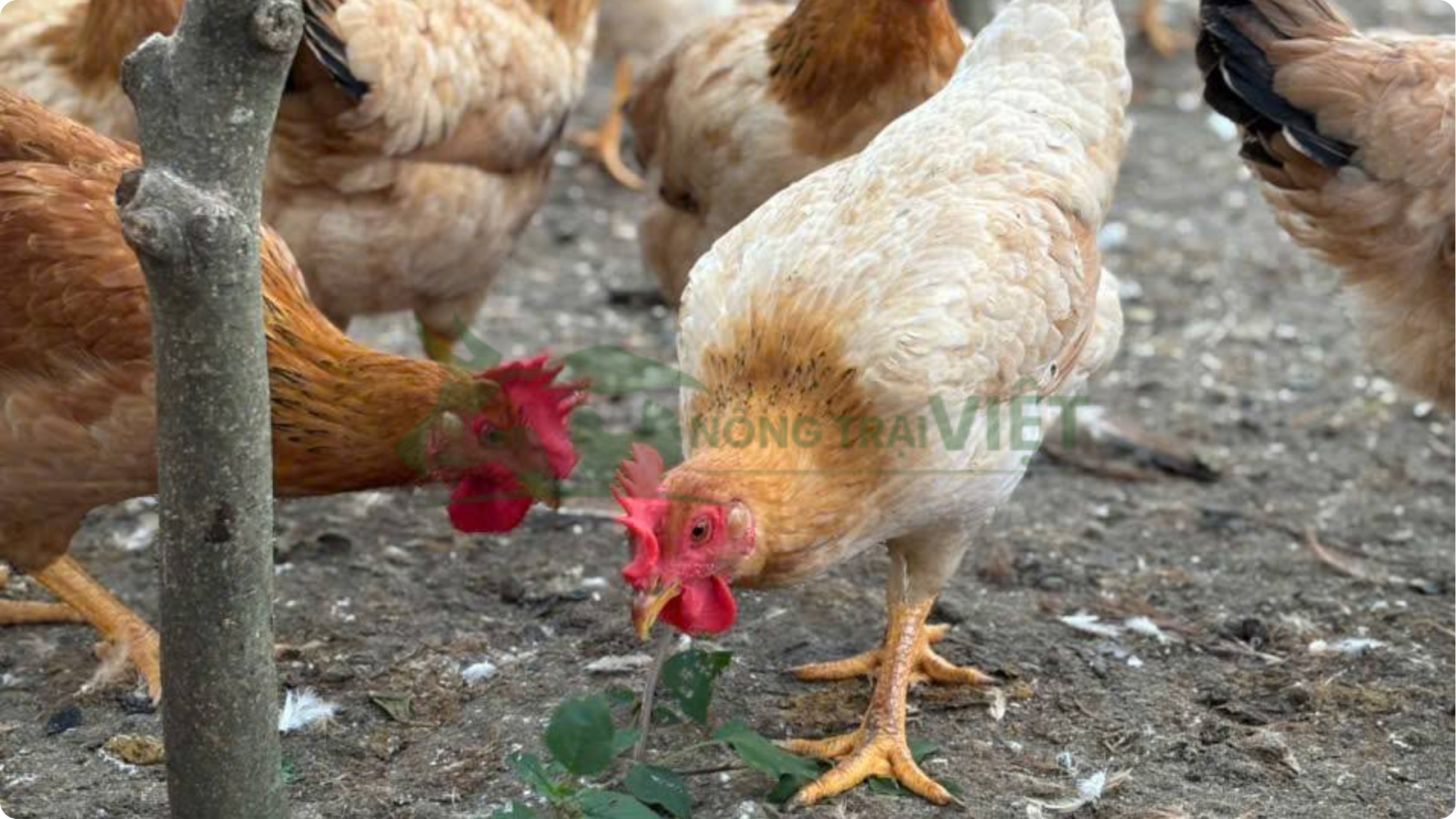 Gà mía lai giống chất lượng cao thịt thơm ngon