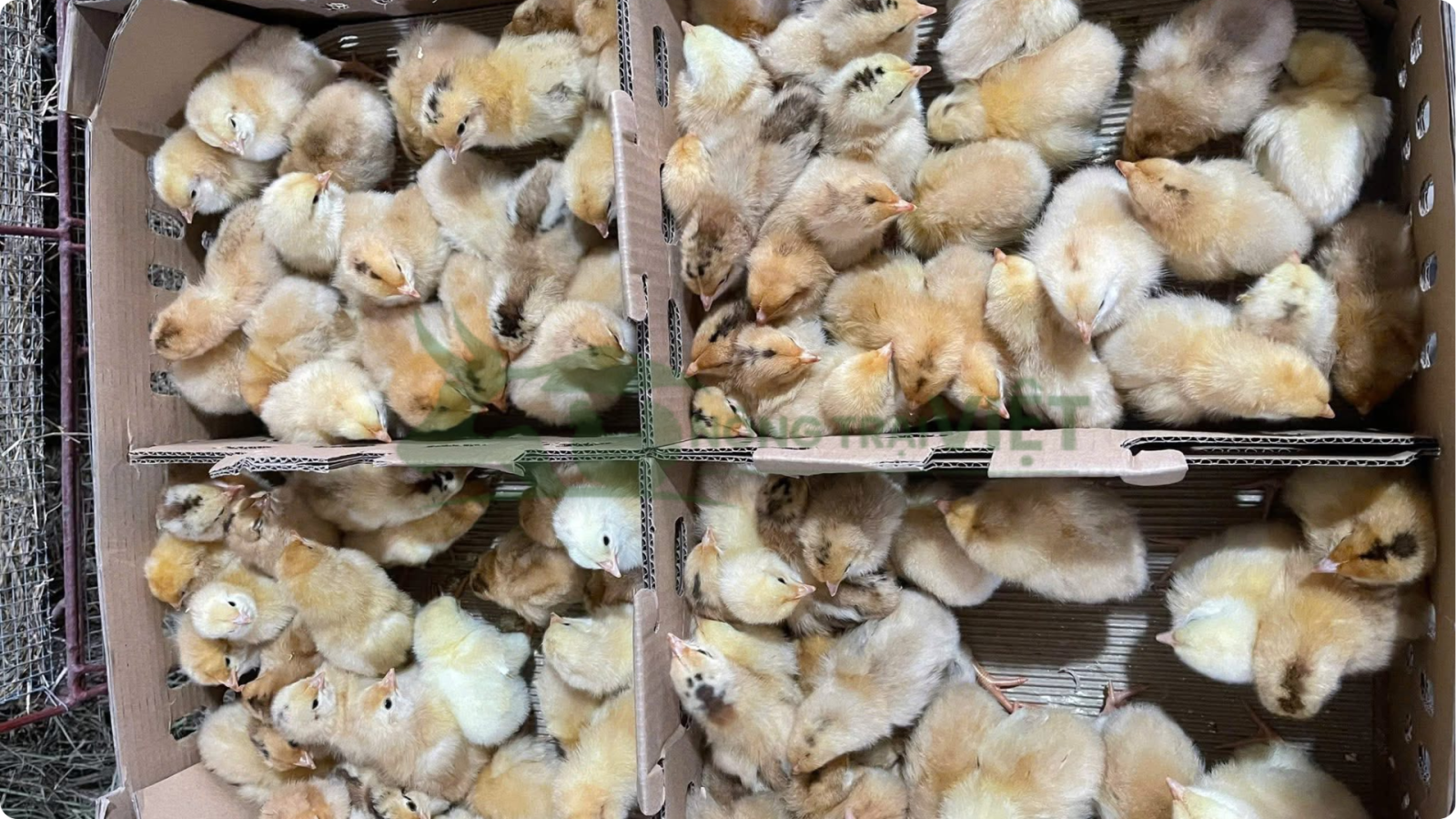 Gà ri lai 3/4 giống 1 ngày tuổi chân vàng mắt sáng tại Nông Trại Việt