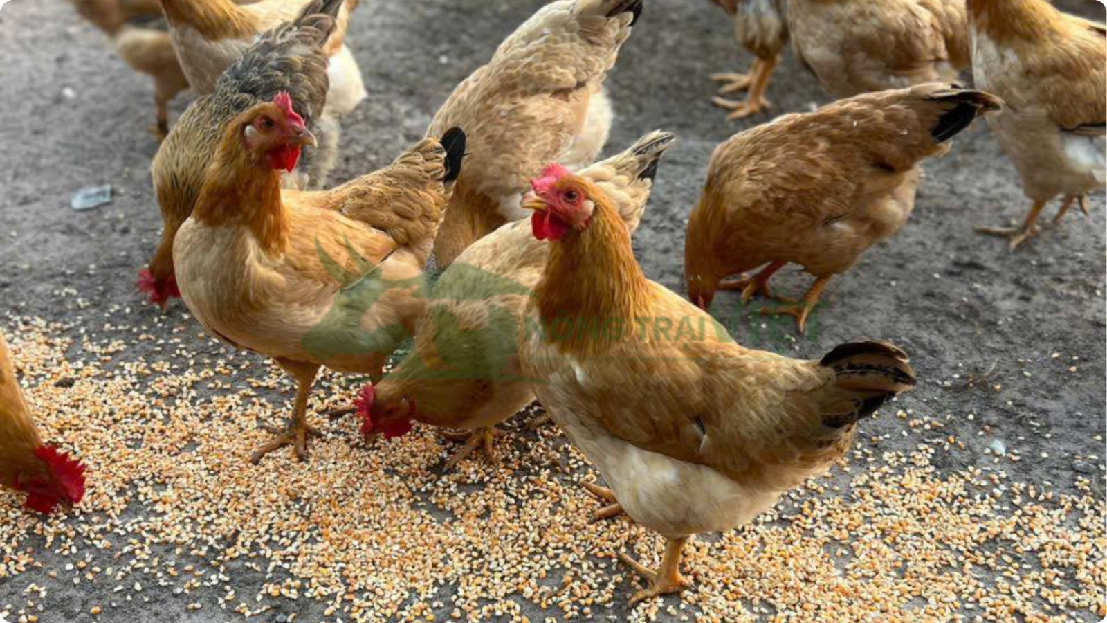 Đàn gà ri lai 3/4 nuôi thả vườn lông vàng rơm chân vàng nghệ