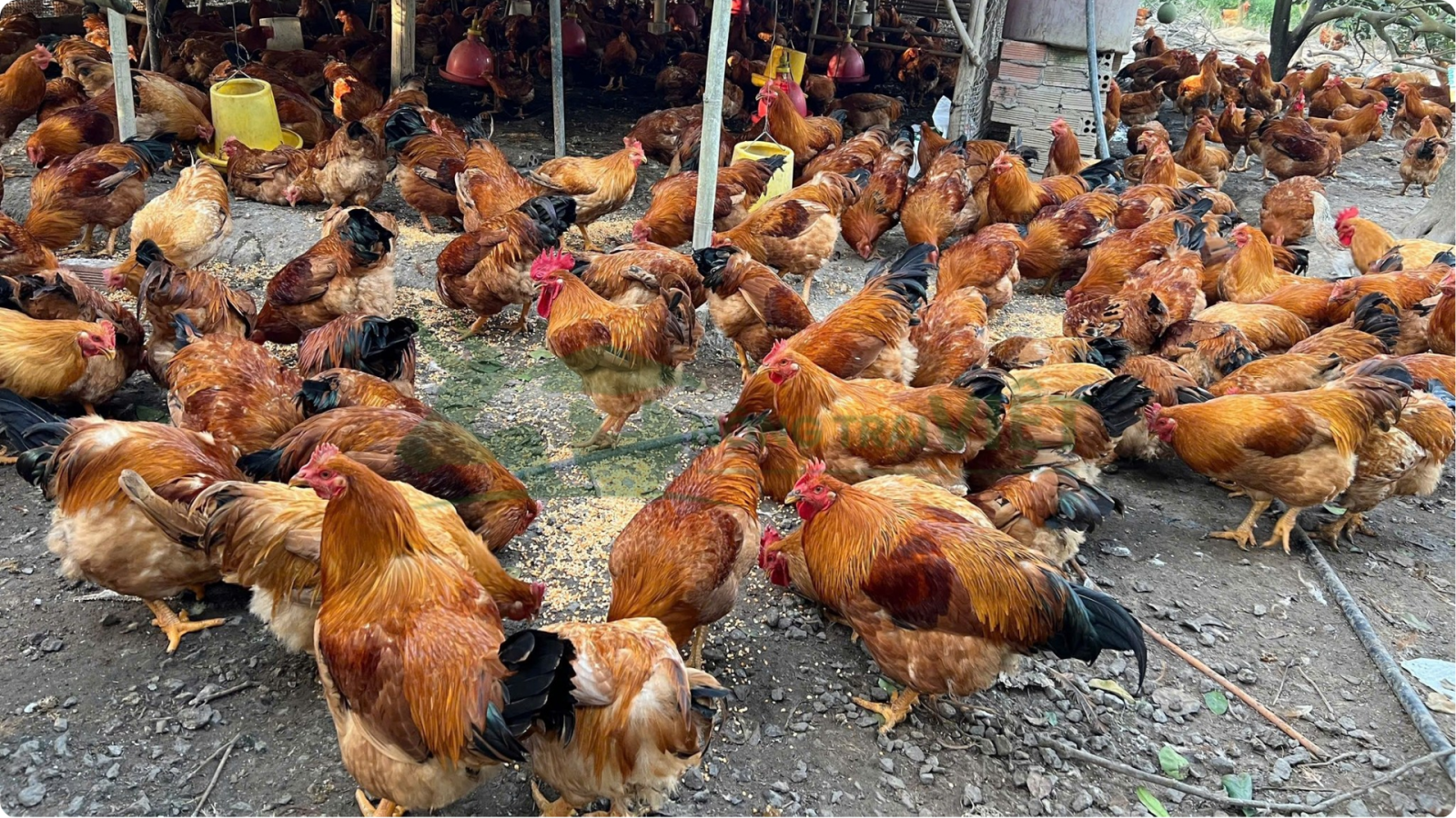 Gà Ri lai thả vườn mã đẹp lông tía, lớn nhanh, khỏe mạnh