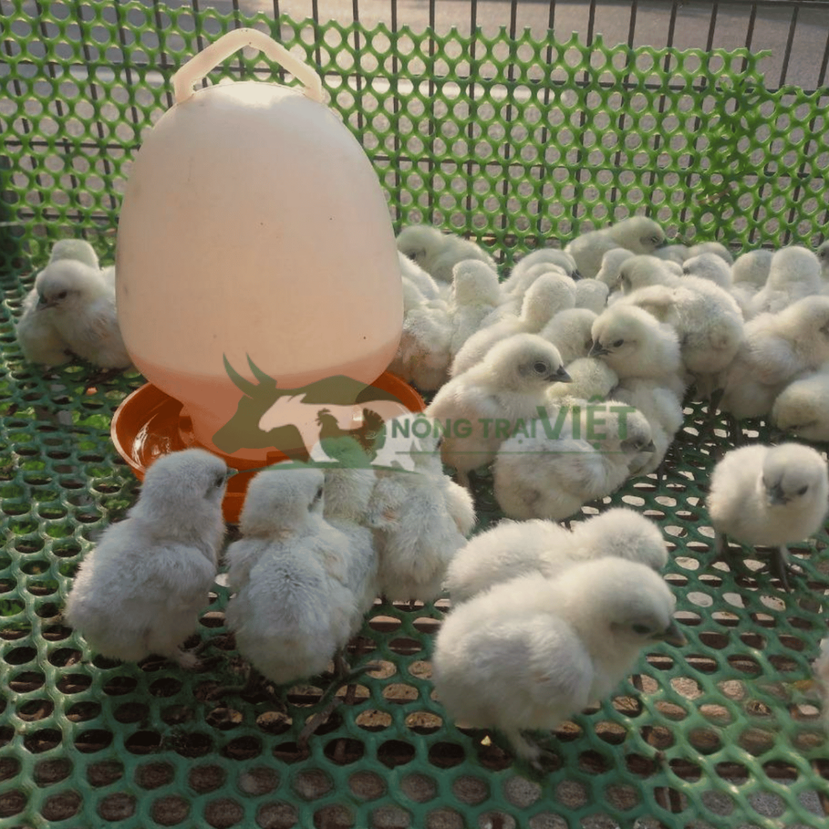 Gà ác giống khỏe mạnh tiêm phòng đầy đủ tại Nông Trại Việt