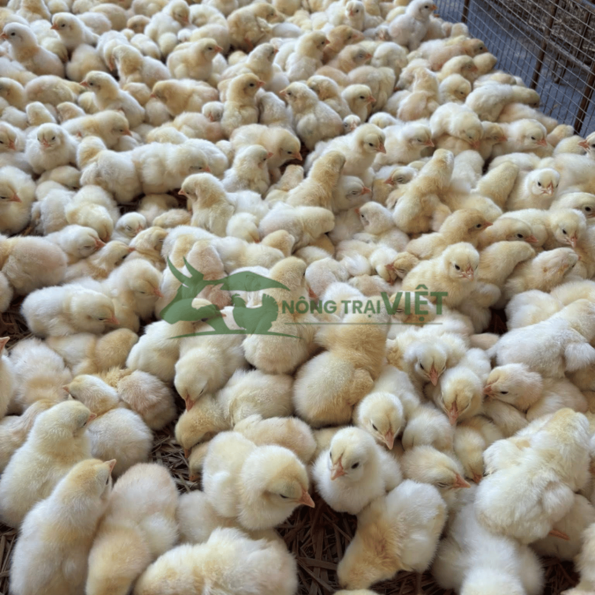 Tư vấn quy trình chăn nuôi gà Ai Cập trắng giống tại Nông Trại Việt