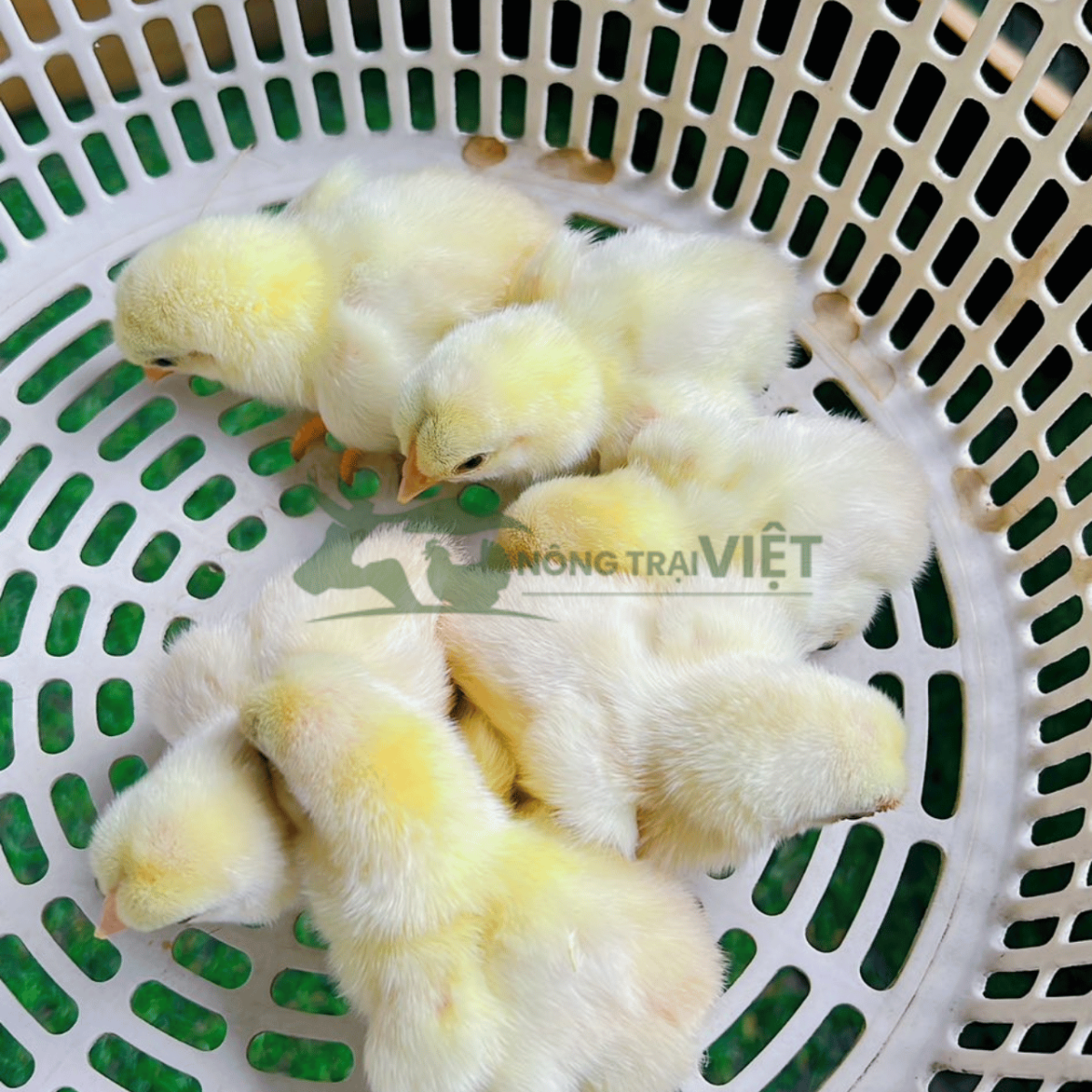 Trại gà Ai Cập trắng giống năng suất siêu trứng uy tín tại Phường Bình Tây Thành phố Hồ Chí Minh