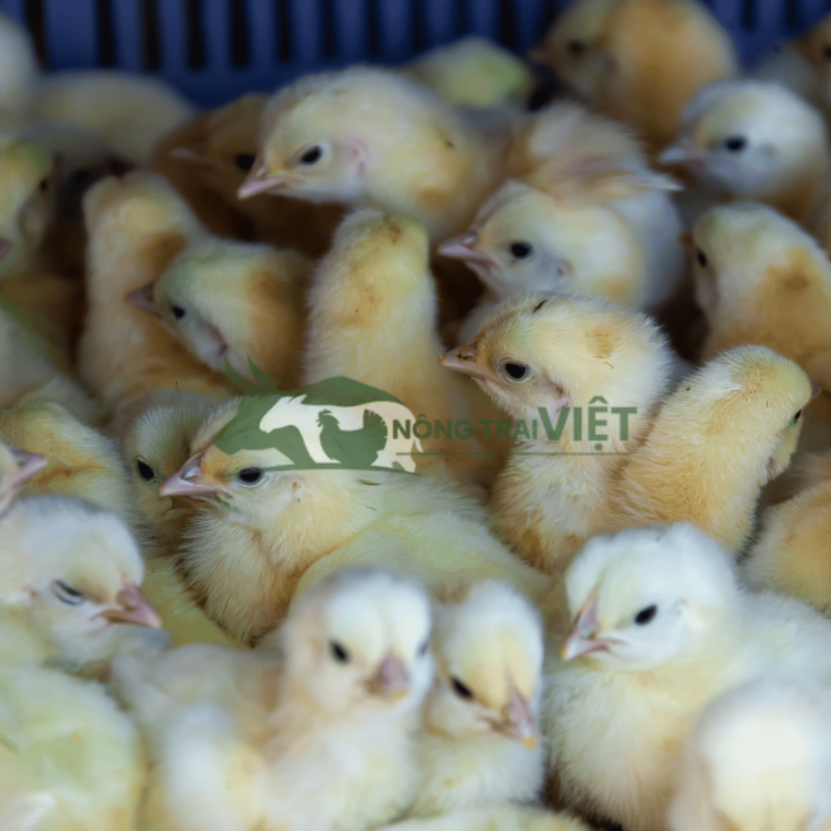 Gà Ai Cập trắng con giống khỏe mạnh, tiêm vaccine đầy đủ