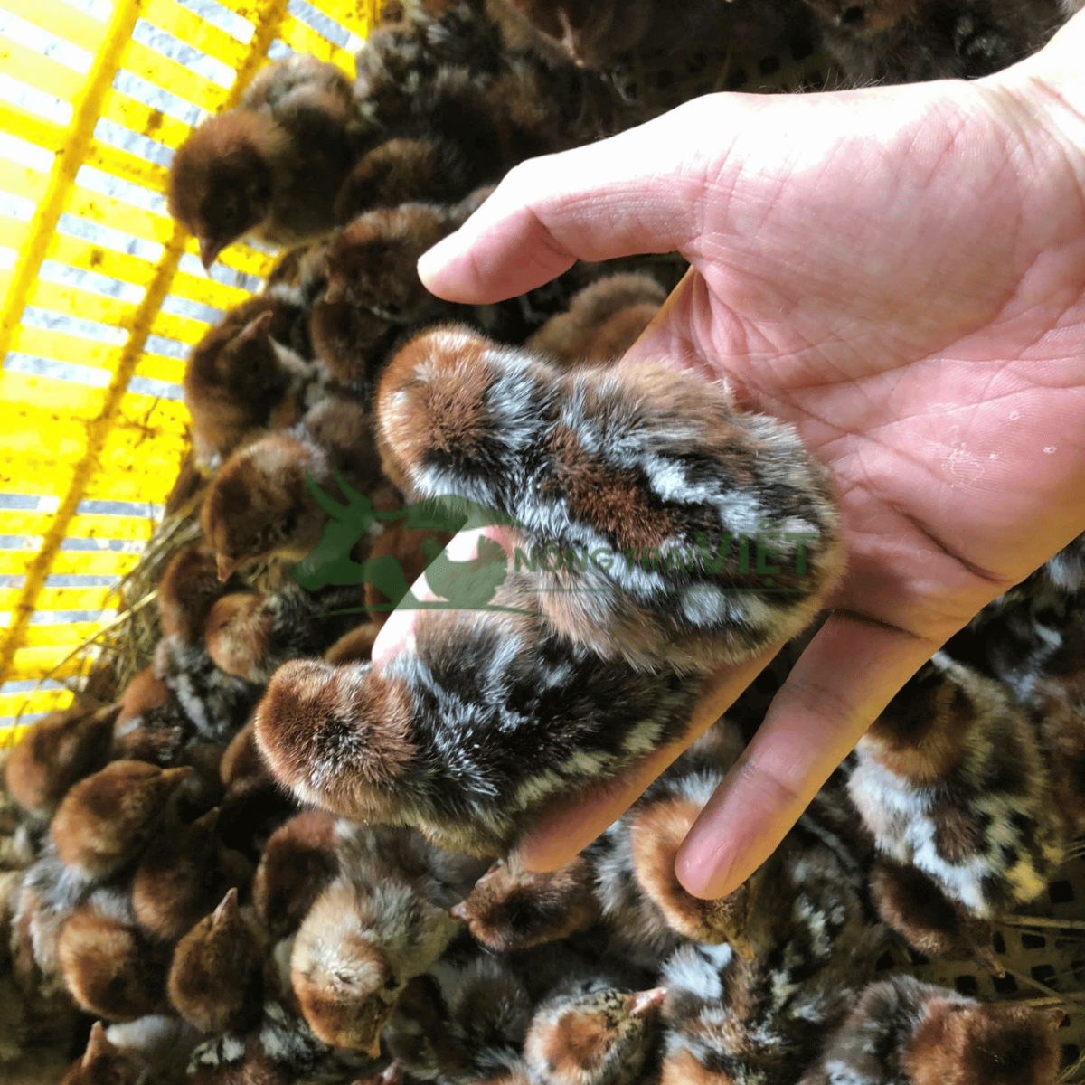 Gà Ai Cập vằn con giống tiêm phòng đầy đủ tại Nông Trại Việt