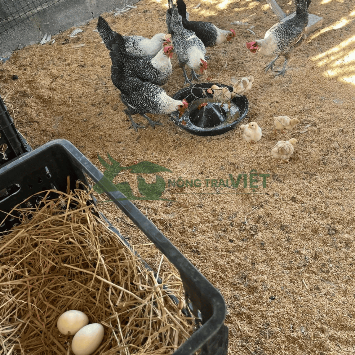 Gà Ai Cập vằn giống chuyên trứng phù hợp hộ chăn nuôi nhỏ