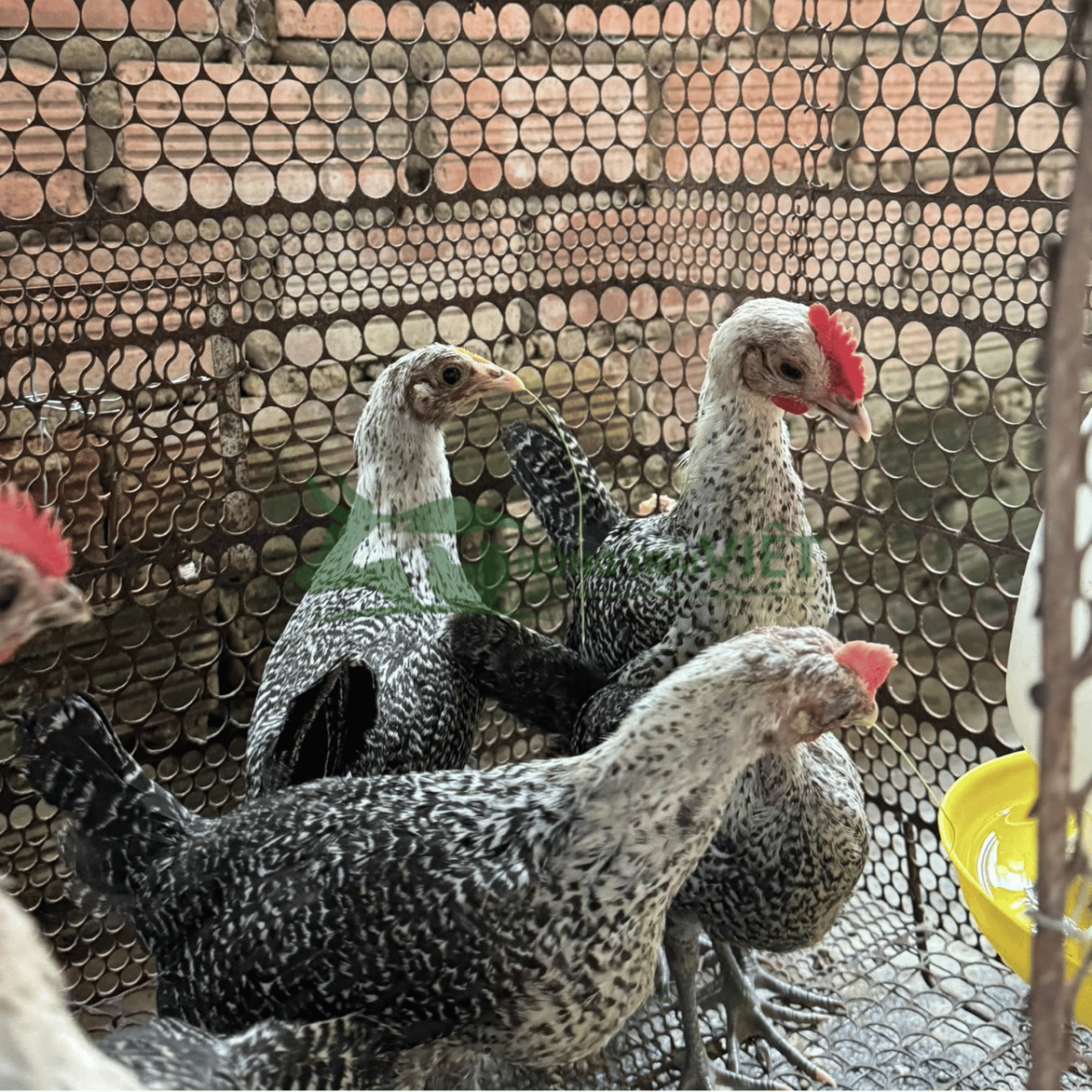 Trại gà Ai Cập vằn giống siêu trứng chất lượng cao tại Phường Vĩnh Hội Thành phố Hồ Chí Minh