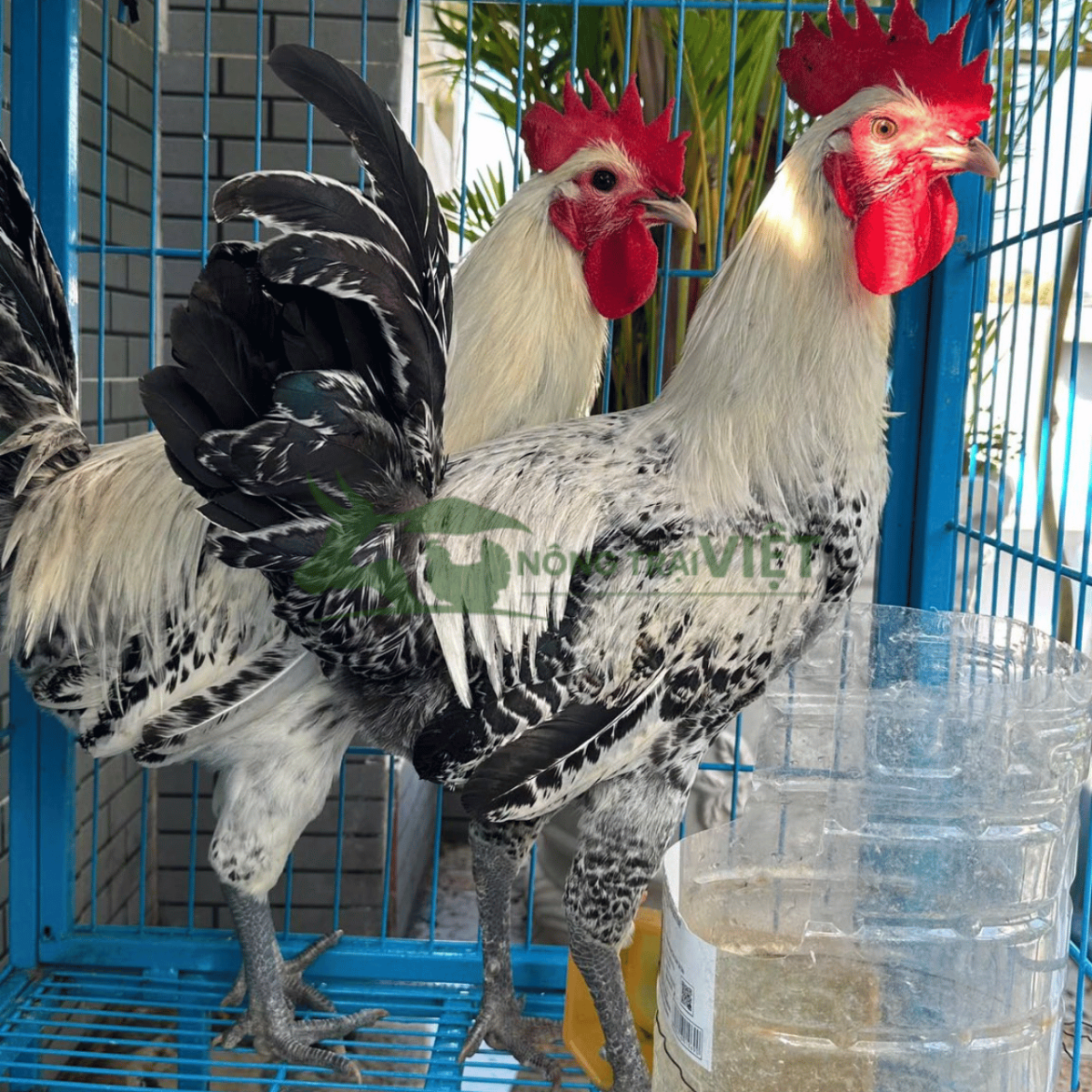 Trại gà Ai Cập vằn giống siêu trứng chất lượng cao tại Phường Khánh Hội Thành phố Hồ Chí Minh