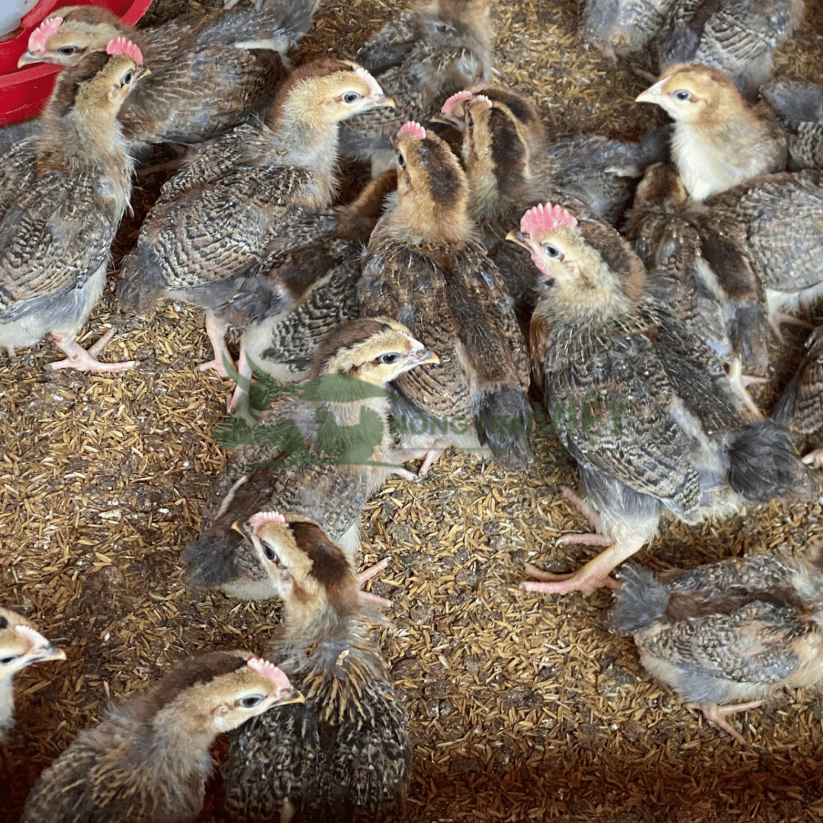 Đàn gà chíp con giống khỏe mạnh tại Nông Trại Việt