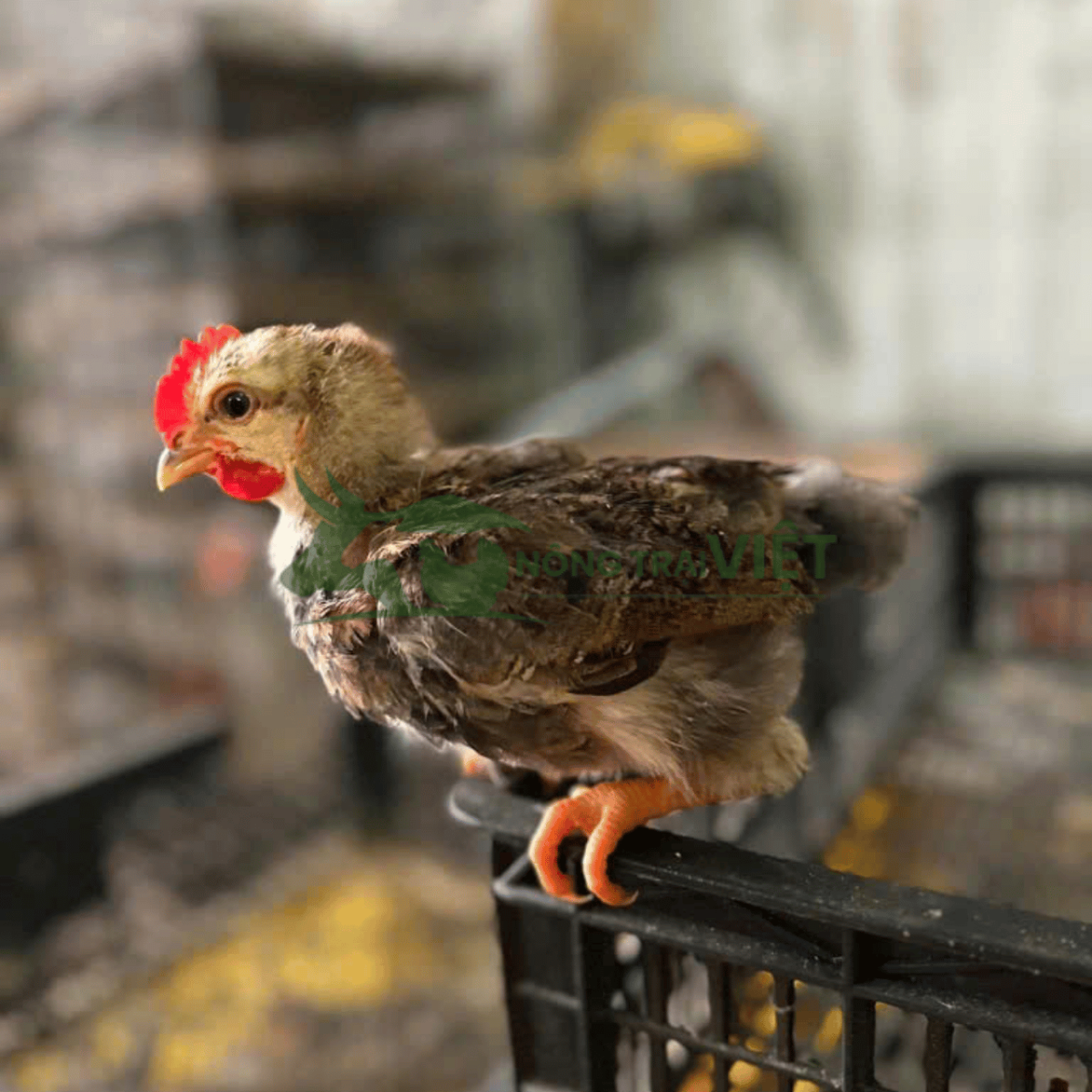 Trại gà Chíp Tàu giống chất lượng cao tại Phường Nhiêu Lộc Thành phố Hồ Chí Minh