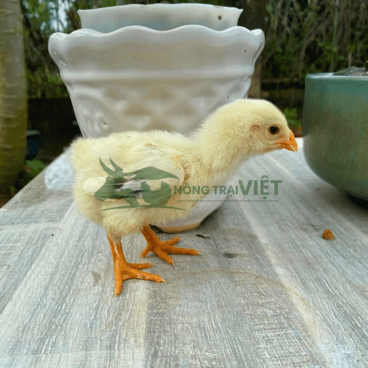 Gà Đông Tảo con giống chuẩn F1 chân to tại Trại giống Vifarm