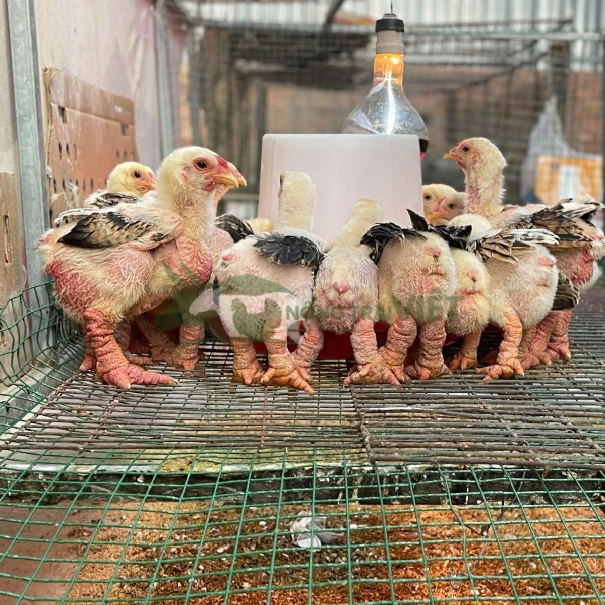 Gà Đông Tảo giống 1 tháng tuổi chân to đỏ và lông thưa