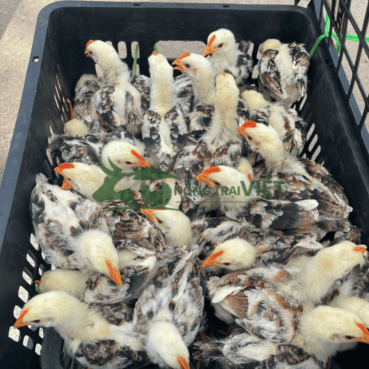 Các dòng gà giống hướng thịt ngon thả vườn