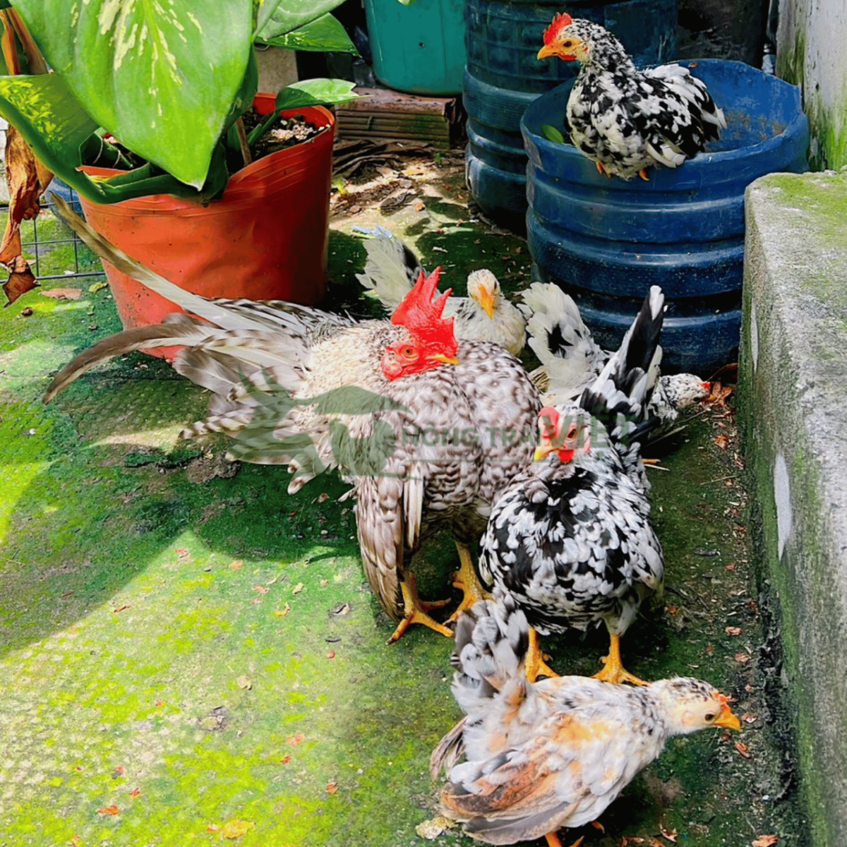 Chi tiết phom dáng võ sĩ và đặc điểm nhận diện gà Serama giống chuẩn tại Nông Trại Việt