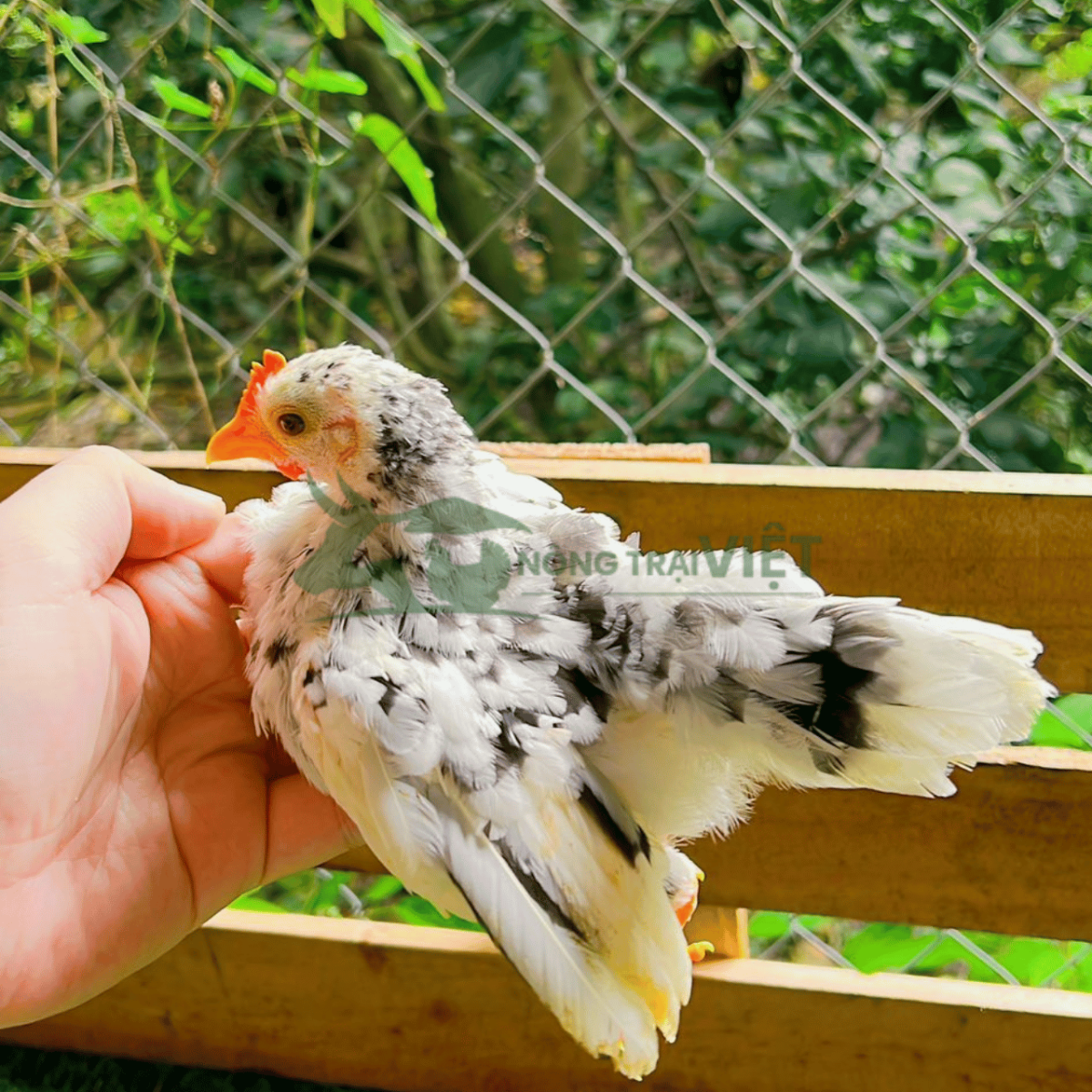 Chi tiết phom dáng chữ S và đặc điểm gà Serama giống chuẩn rặc dòng tại Nông Trại Việt