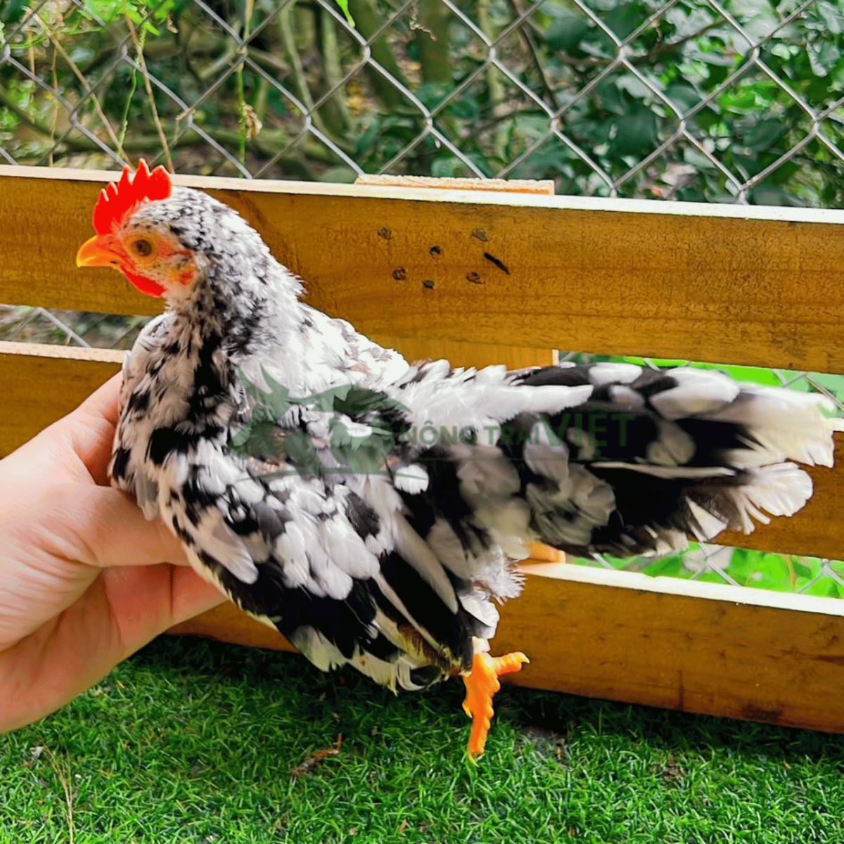 Tư vấn quy trình chăn nuôi gà Serama giống chuyên nghiệp tại Nông Trại Việt