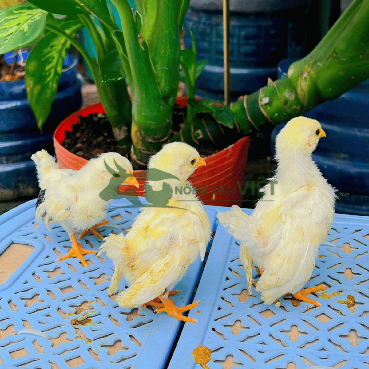 Trại gà Serama giống nghệ thuật chuẩn phom dáng chữ S tại Phường An Đông Thành phố Hồ Chí Minh