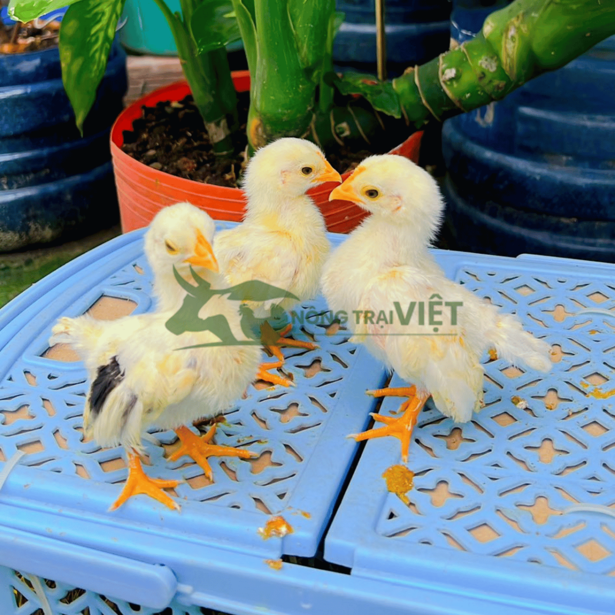 Trại gà Serama giống nghệ thuật chuẩn phom dáng chữ S tại Phường Chợ Lớn Thành phố Hồ Chí Minh