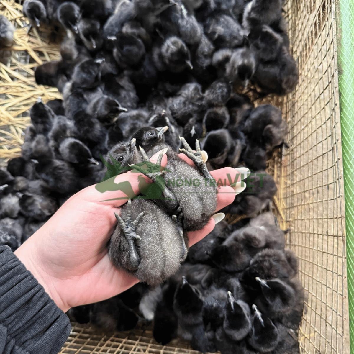 Gà H'Mông đen giống chuẩn xương đen thịt đen tại Bình Thới