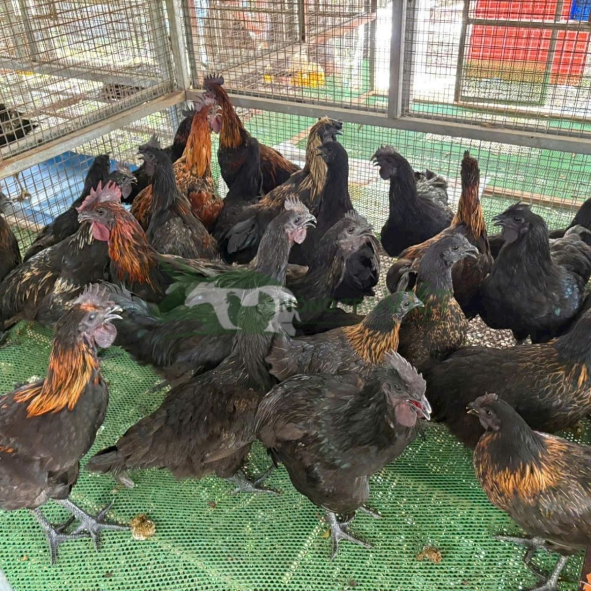 Gà H'Mông đen trưởng thành dũng mãnh thả vườn tại vùng cao