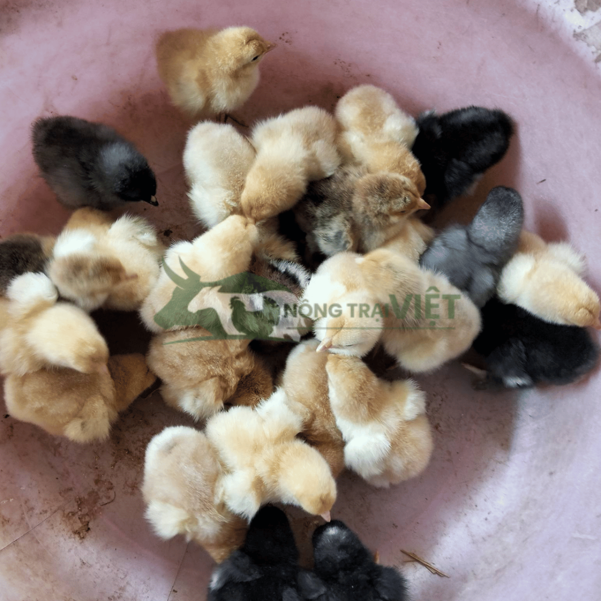 Gà Kỳ Lân con giống khỏe mạnh tại Nông Trại Việt