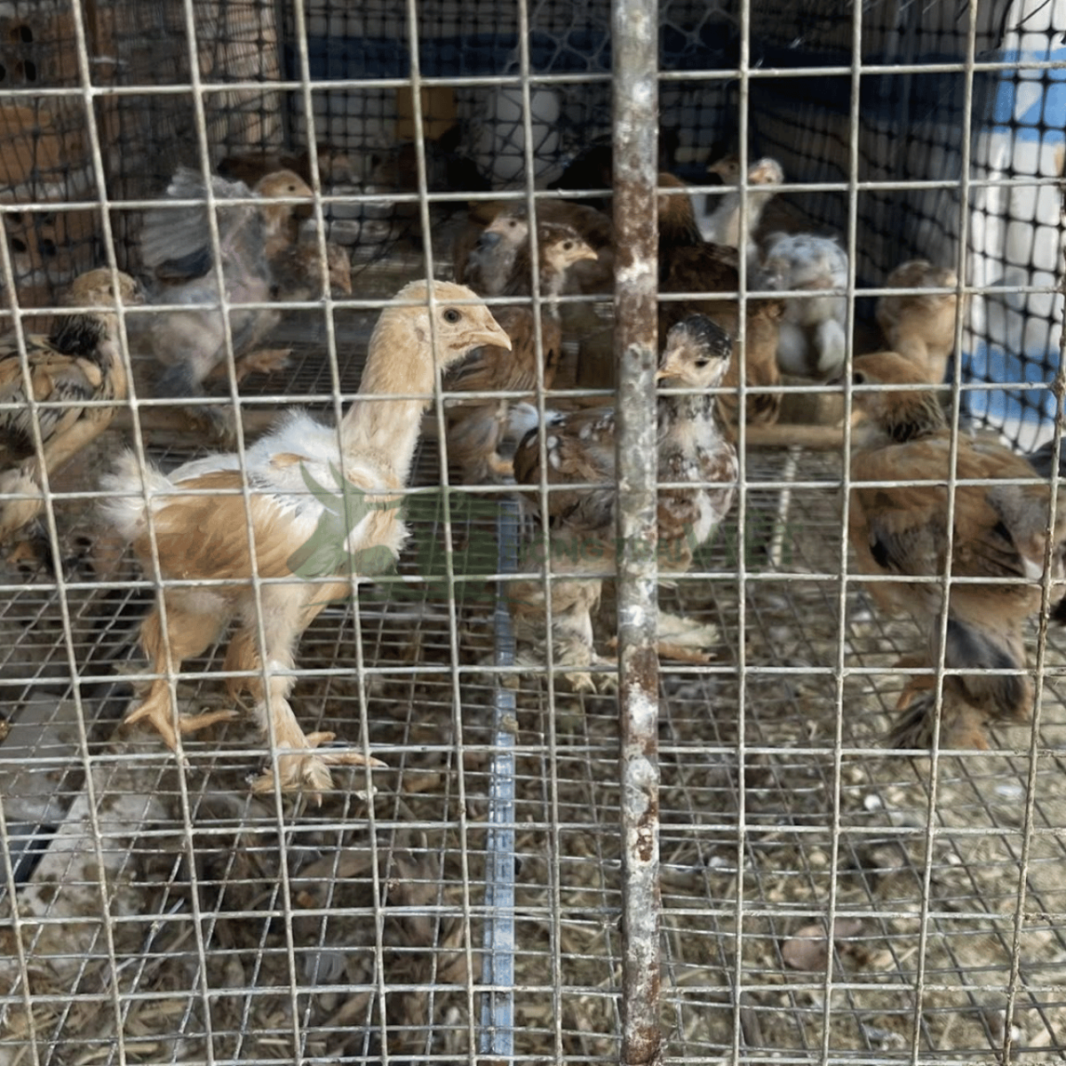 Chi tiết lông chân xòe và phom dáng khổng lồ của gà Kỳ Lân Brahma giống