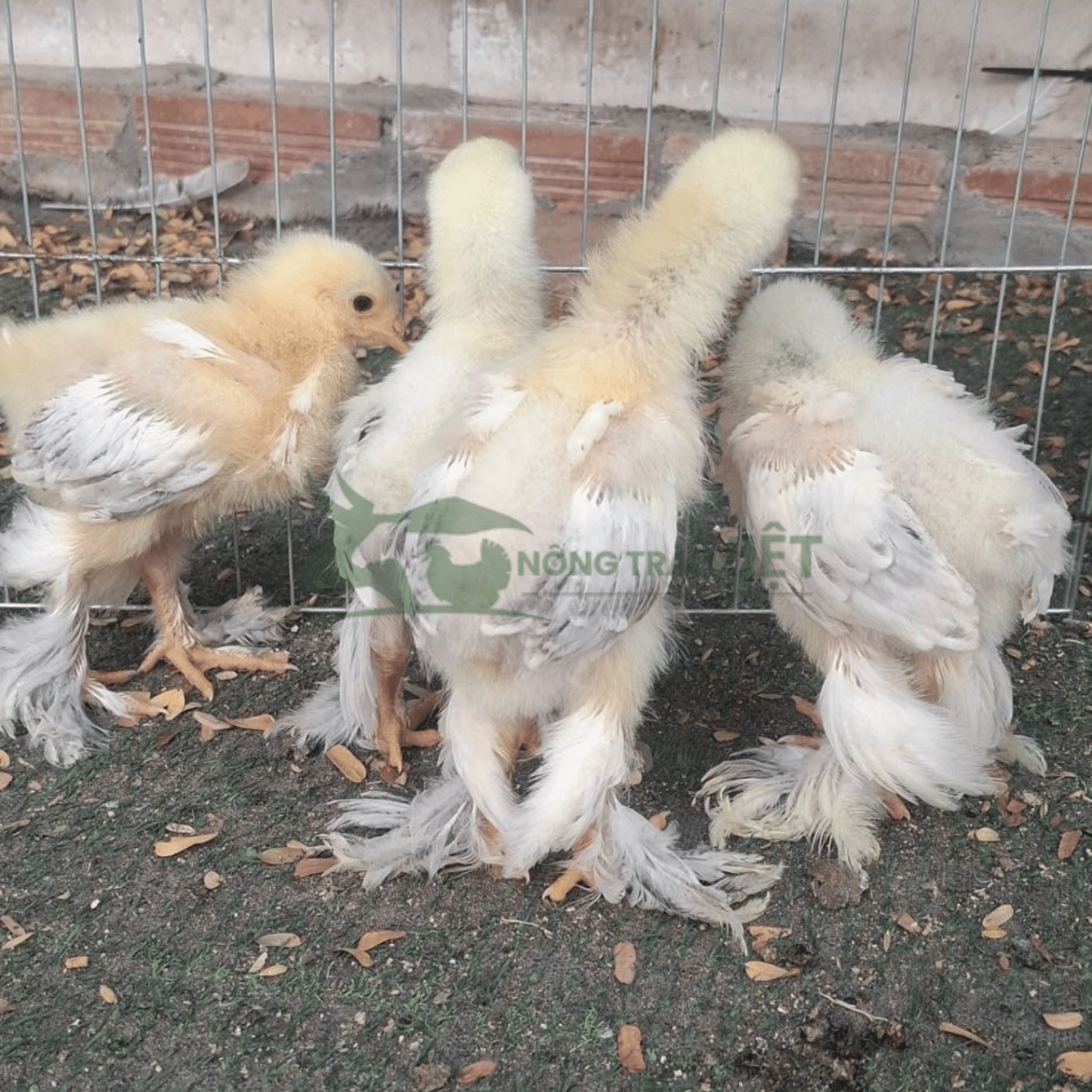 Đặc điểm nhận diện gà Kỳ Lân giống chuẩn chân lông dày tại Tân Hưng