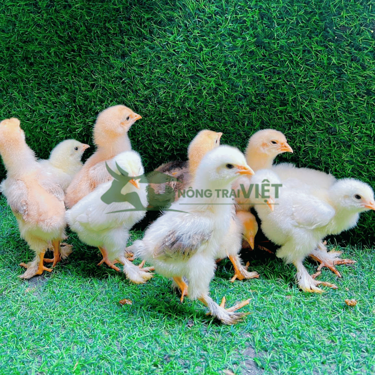 Gà Kỳ Lân giống khỏe mạnh chân lông dày tại Phú Thọ