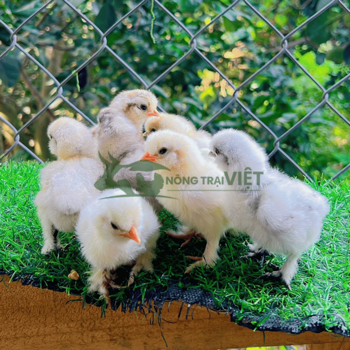 Gà Kỳ Lân giống Brahma chân lông khổng lồ tại Bình Thới