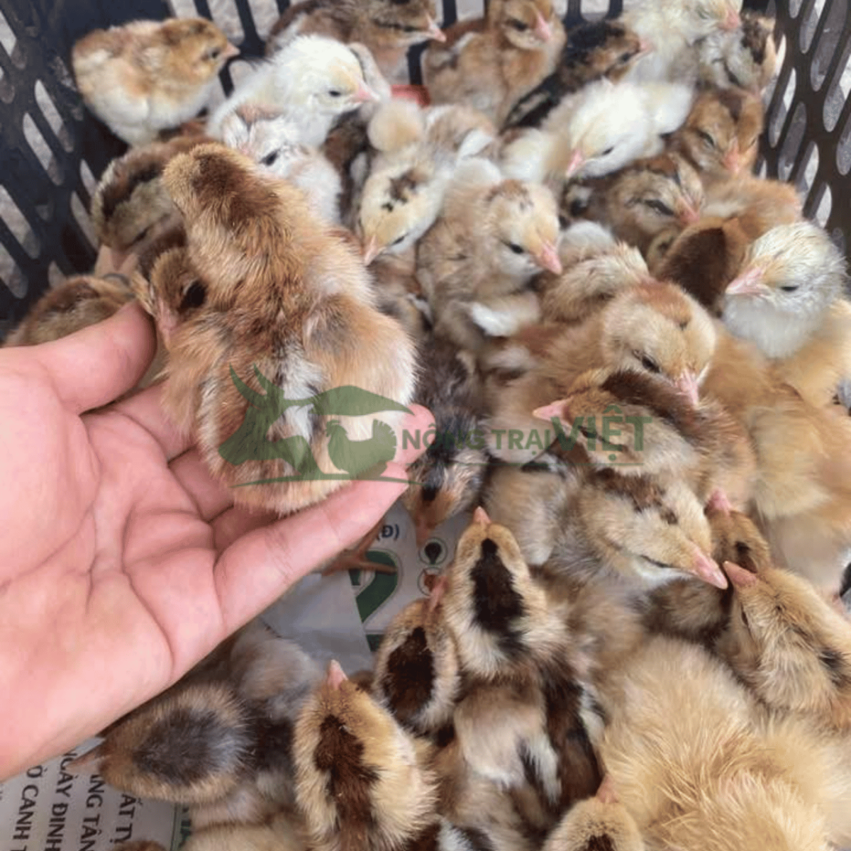 Bán gà lai chọi sọc giống chất lượng cao tại phường Sài Gòn thành phố Hồ Chí Minh