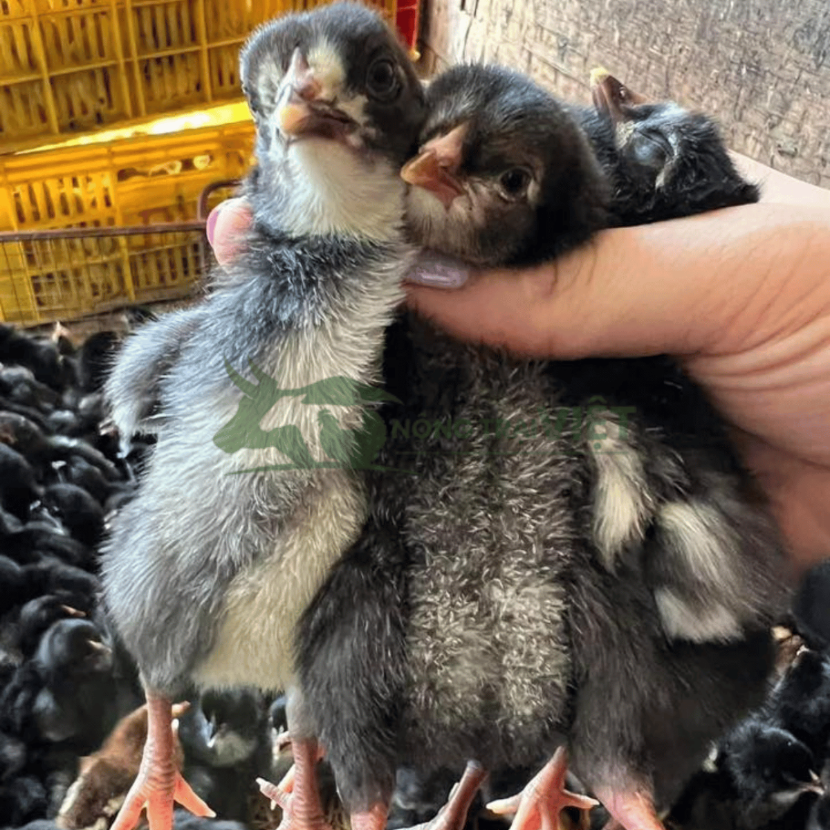 Gà lai chọi đen con giống lanh lợi, tiêm phòng đủ tại Nông Trại Việt