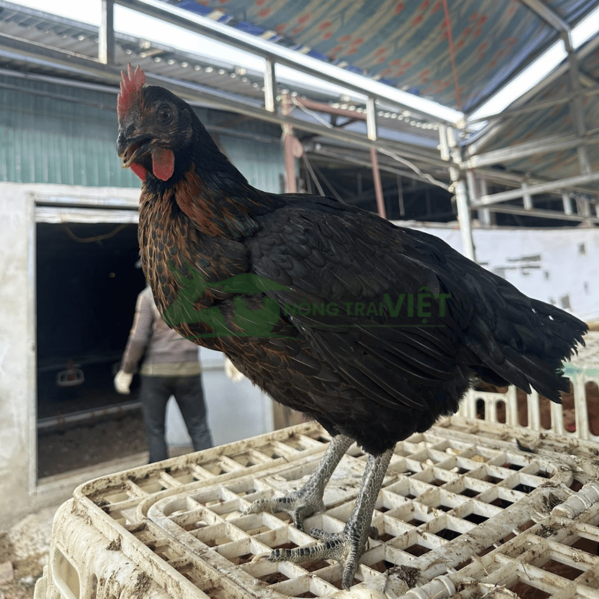 Chi tiết ngoại hình săn chắc và đôi chân chì của gà Lai Chọi Đen giống