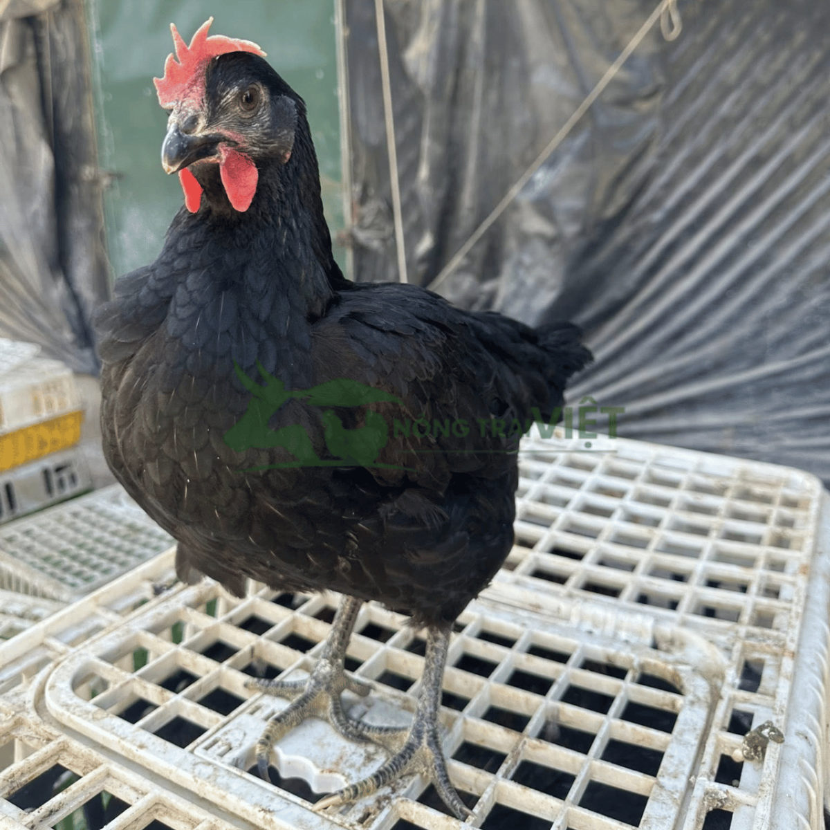 Chi tiết ngoại hình lông đen và khung xương vạm vỡ của gà Lai Chọi Đen giống chuẩn rặc