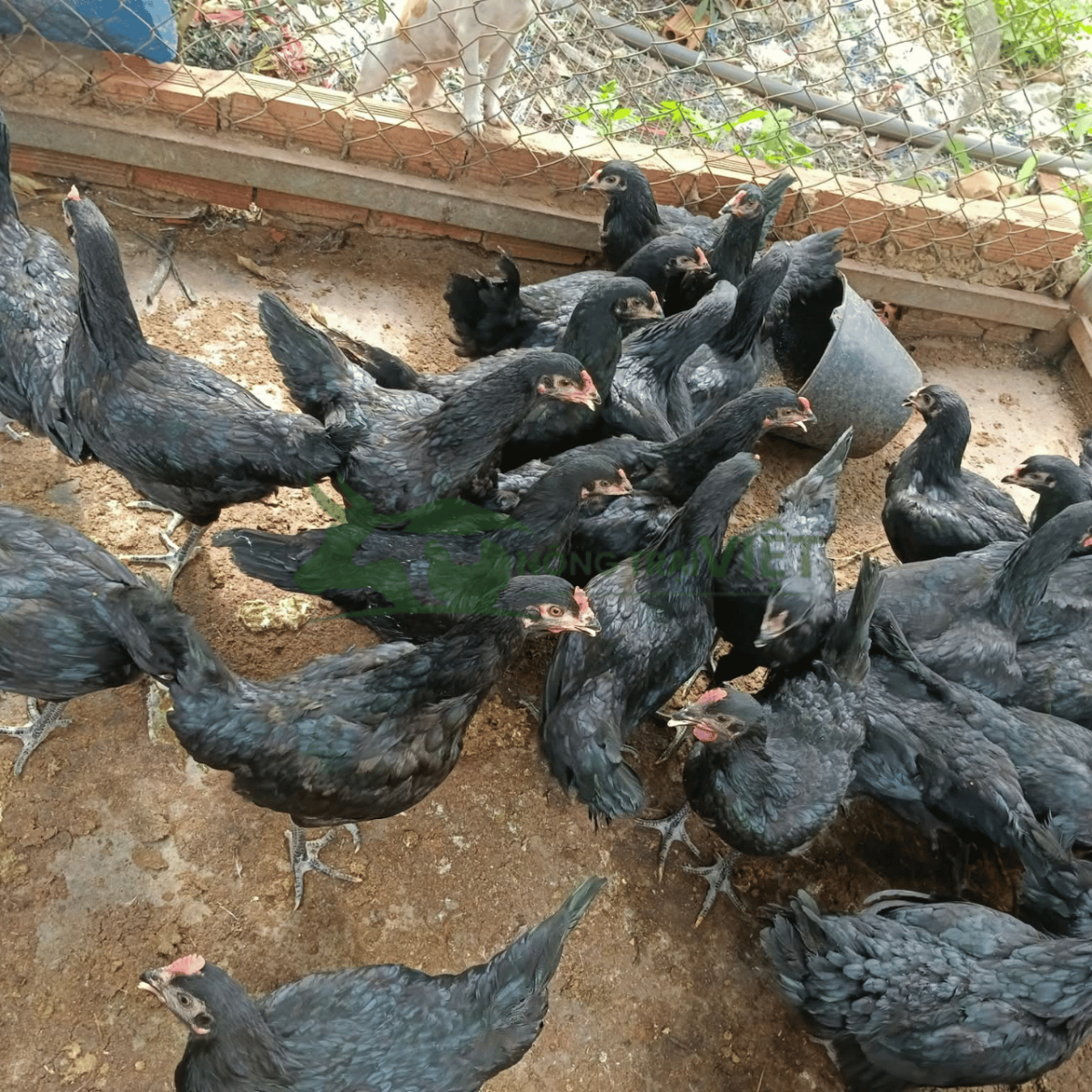 Gà Lai Chọi Đen trưởng thành vóc dáng vạm vỡ