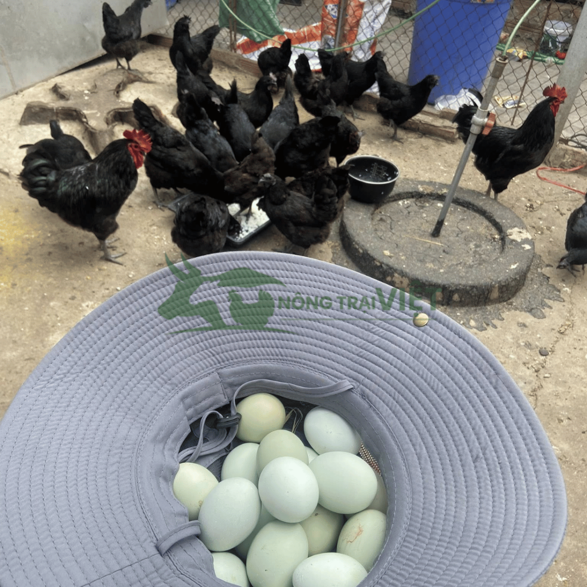 Gà lai chọi đen trưởng thành mã lông đẹp thịt chắc
