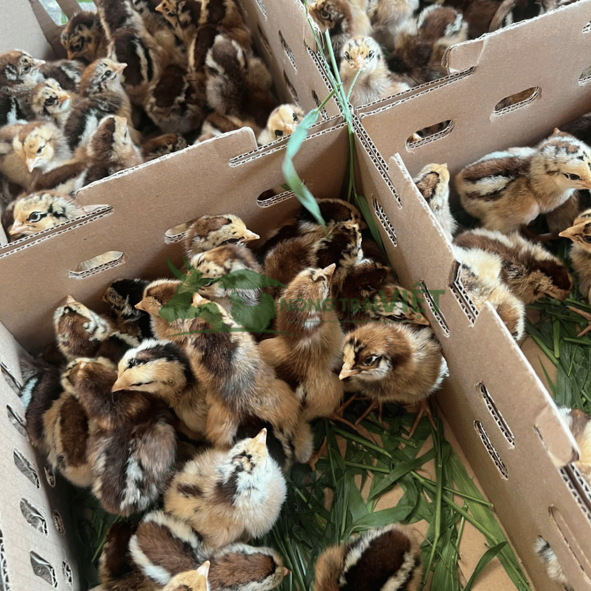 Trại gà Lai Chọi Sọc giống năng suất thịt đỉnh cao tại Phường Nhiêu Lộc Thành phố Hồ Chí Minh