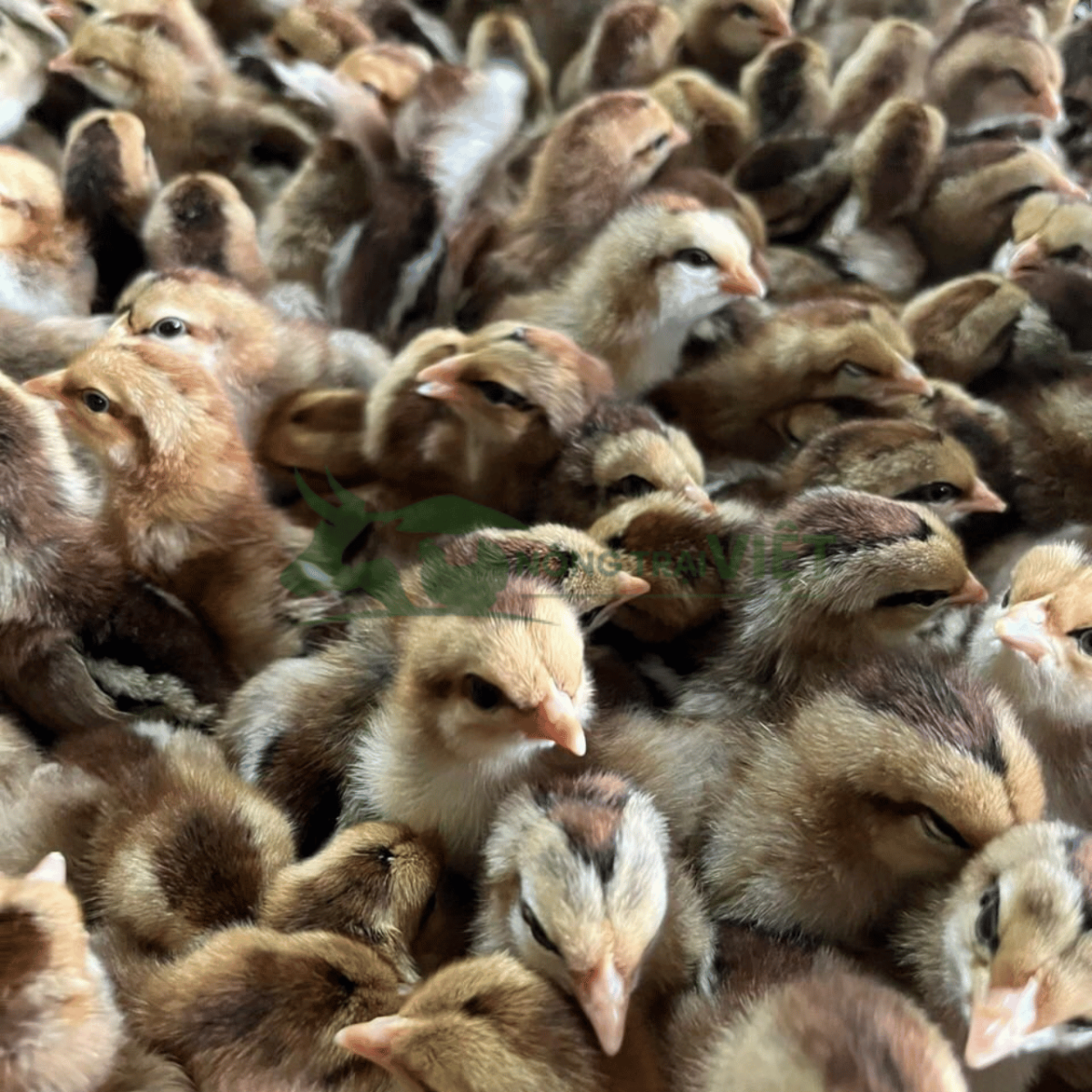 Gà lai chọi sọc con giống 1 ngày tuổi lanh lợi tại Nông Trại Việt