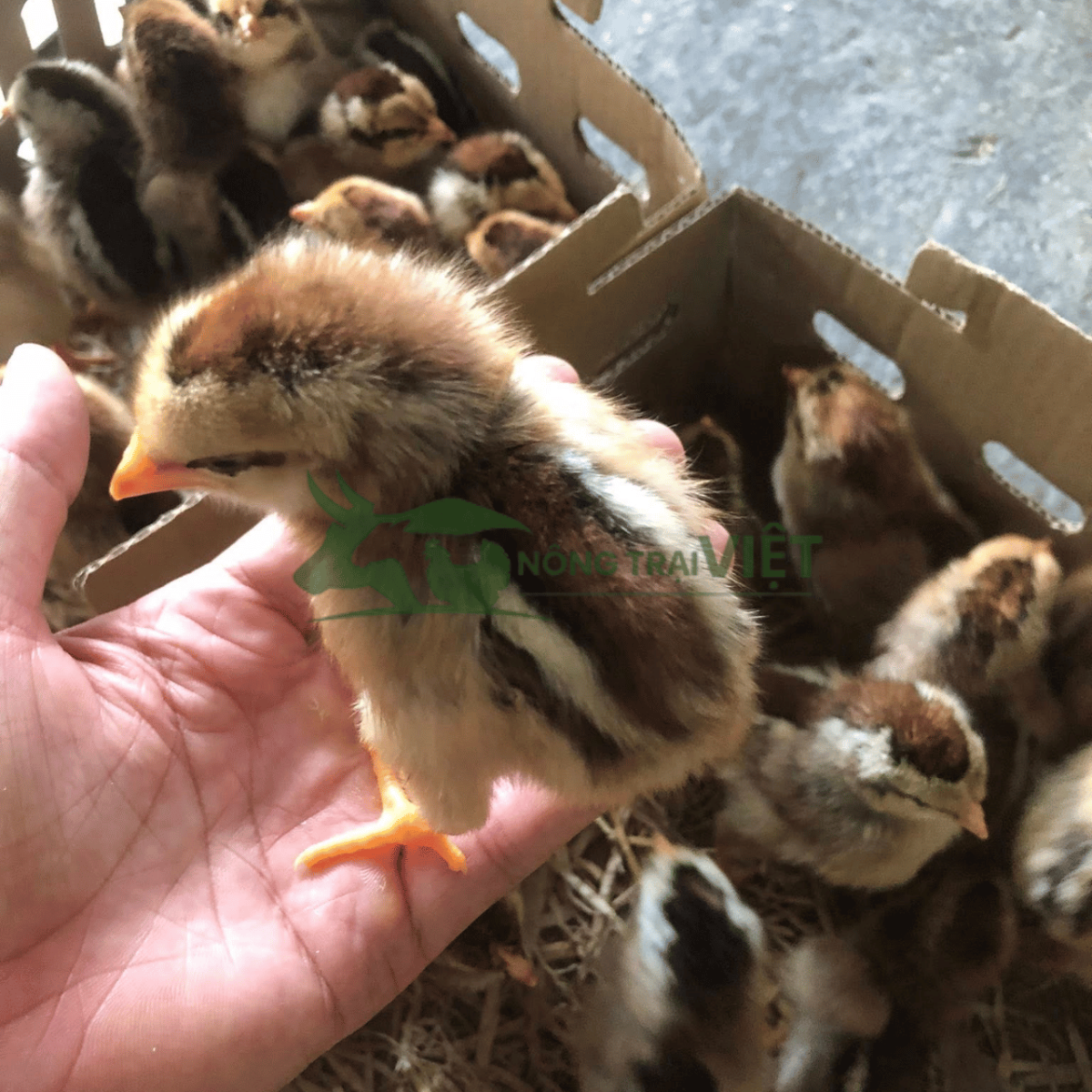 Chi tiết ngoại hình lông vằn và đôi chân vàng của gà Lai Chọi Sọc giống