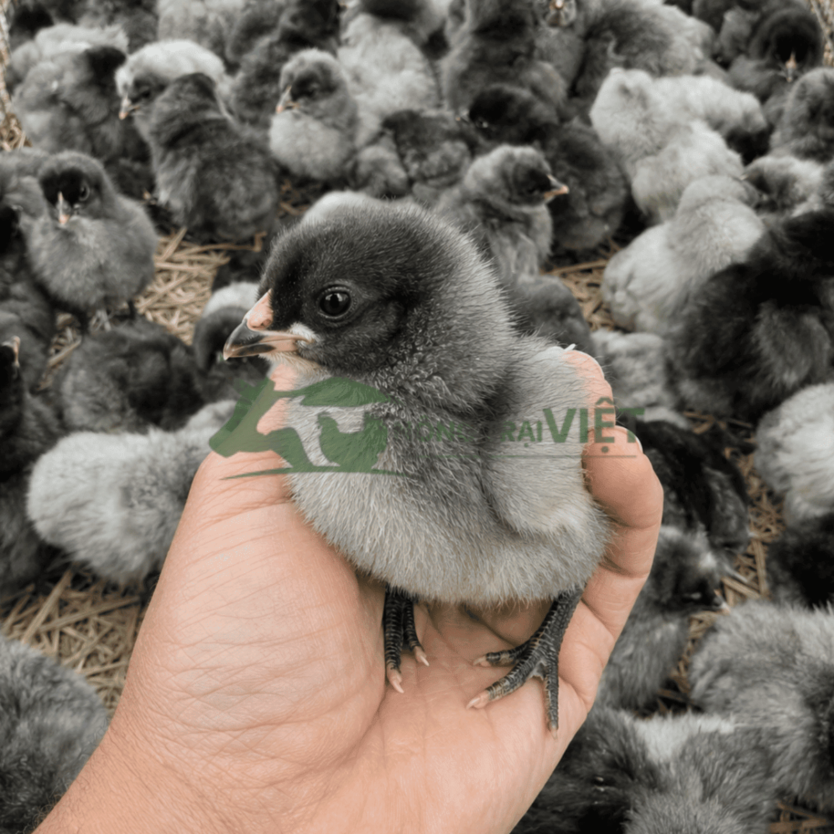 Gà lai chọi xám đá con giống khỏe mạnh