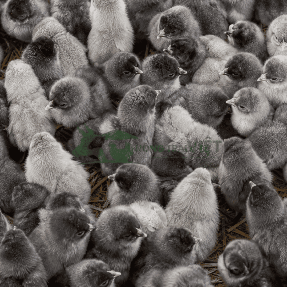 Gà lai chọi xám đá giống tại Nông Trại Việt