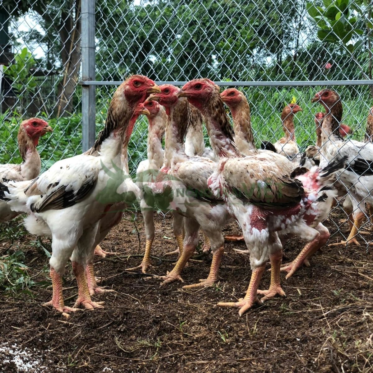 Đàn gà lai Hồ với vóc dáng cao to, chân trường và mào sít đặc trưng