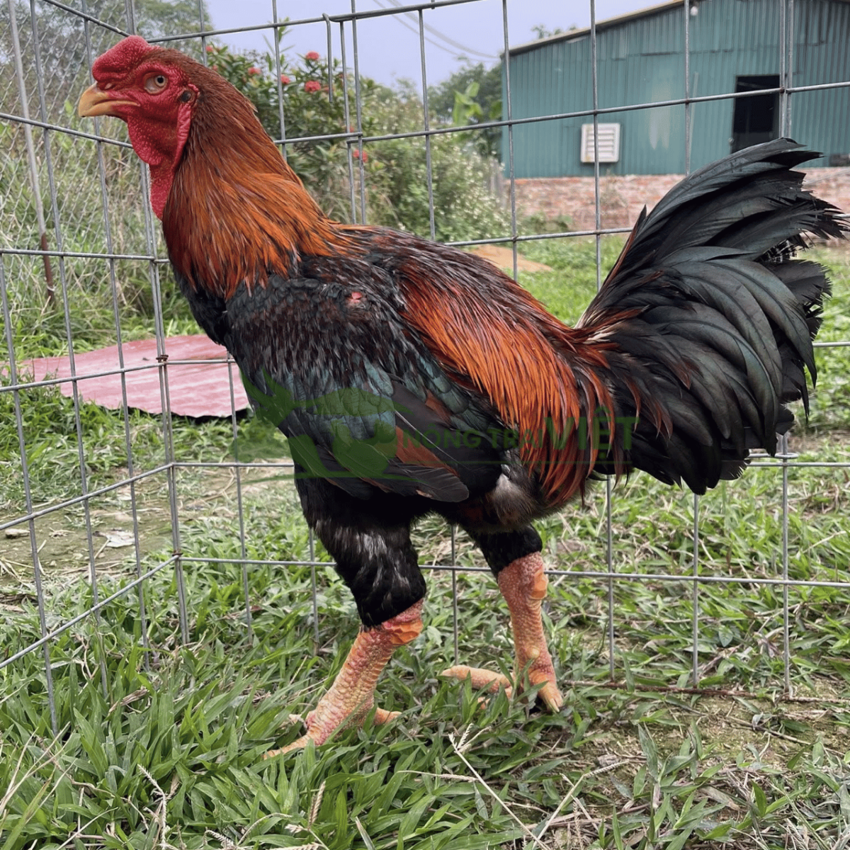 Tư vấn quy trình chăn nuôi gà Lai Hồ giống chuyên nghiệp tại Nông Trại Việt