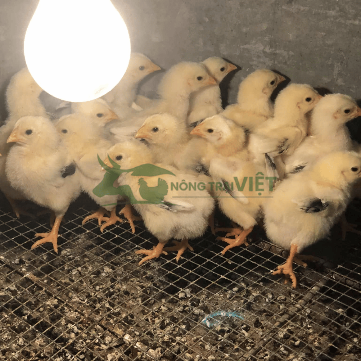 Gà lai Hồ con giống 1 ngày tuổi lanh lợi tại Nông Trại Việt