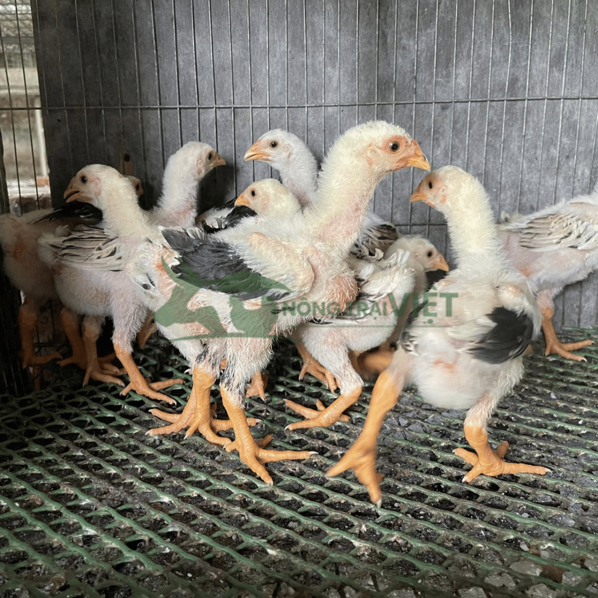 Bán gà lai hồ giống chất lượng cao tại phường Sài Gòn thành phố Hồ Chí Minh