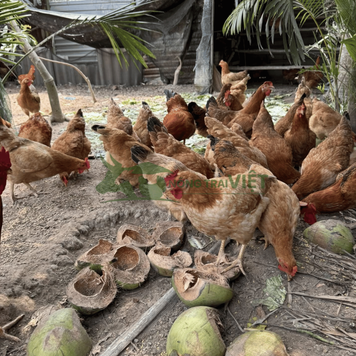 Gà Lương Phượng trưởng thành vóc dáng vạm vỡ năng suất cao