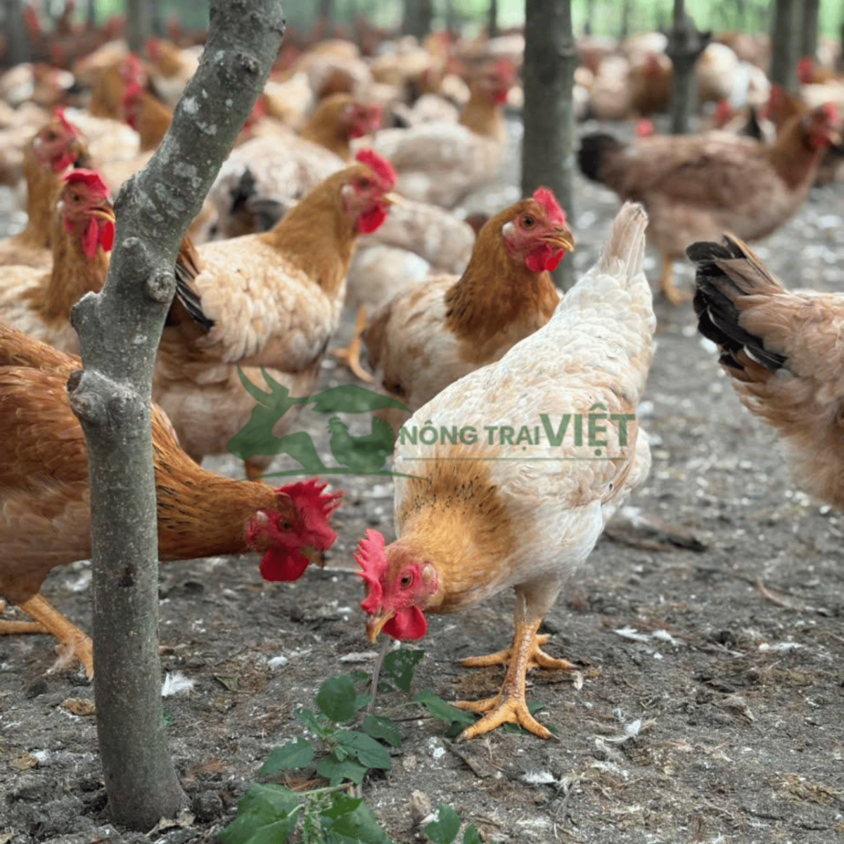 Gà Mía trưởng thành thịt săn chắc da dày giòn